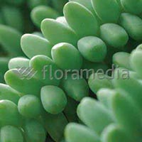 SEDUM